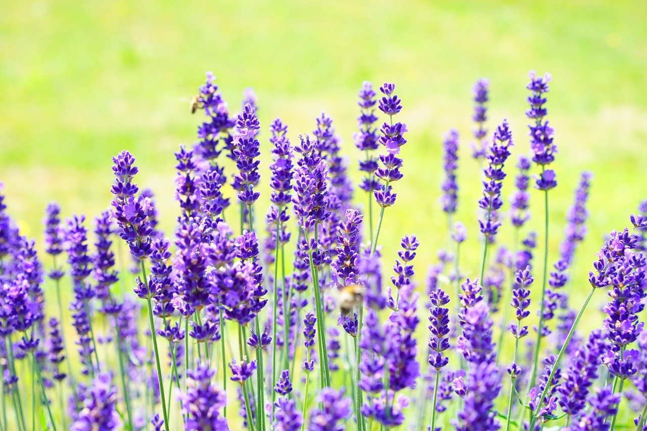 How to Grow Lavender from Cuttings